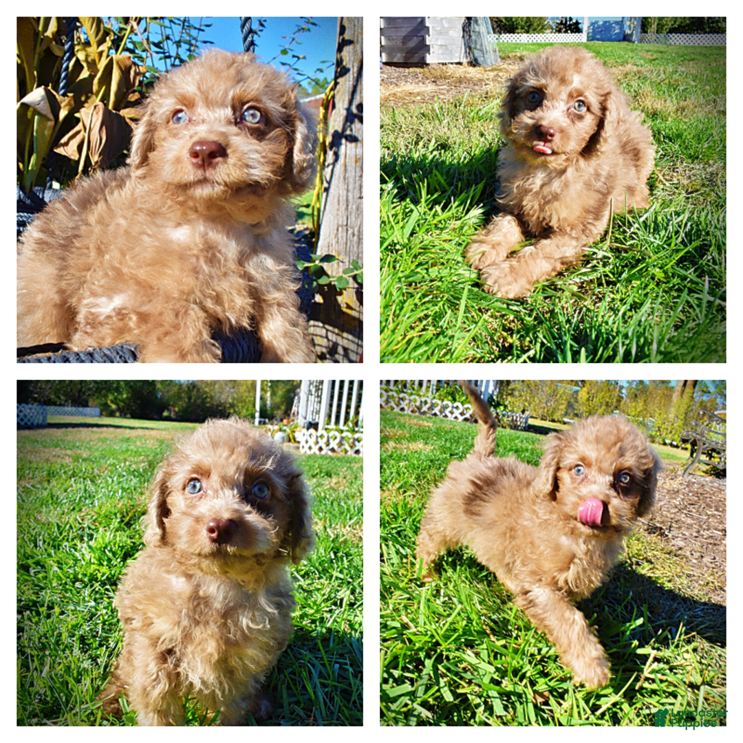 Havapoo dogs for sale: Indigo - Ad 1