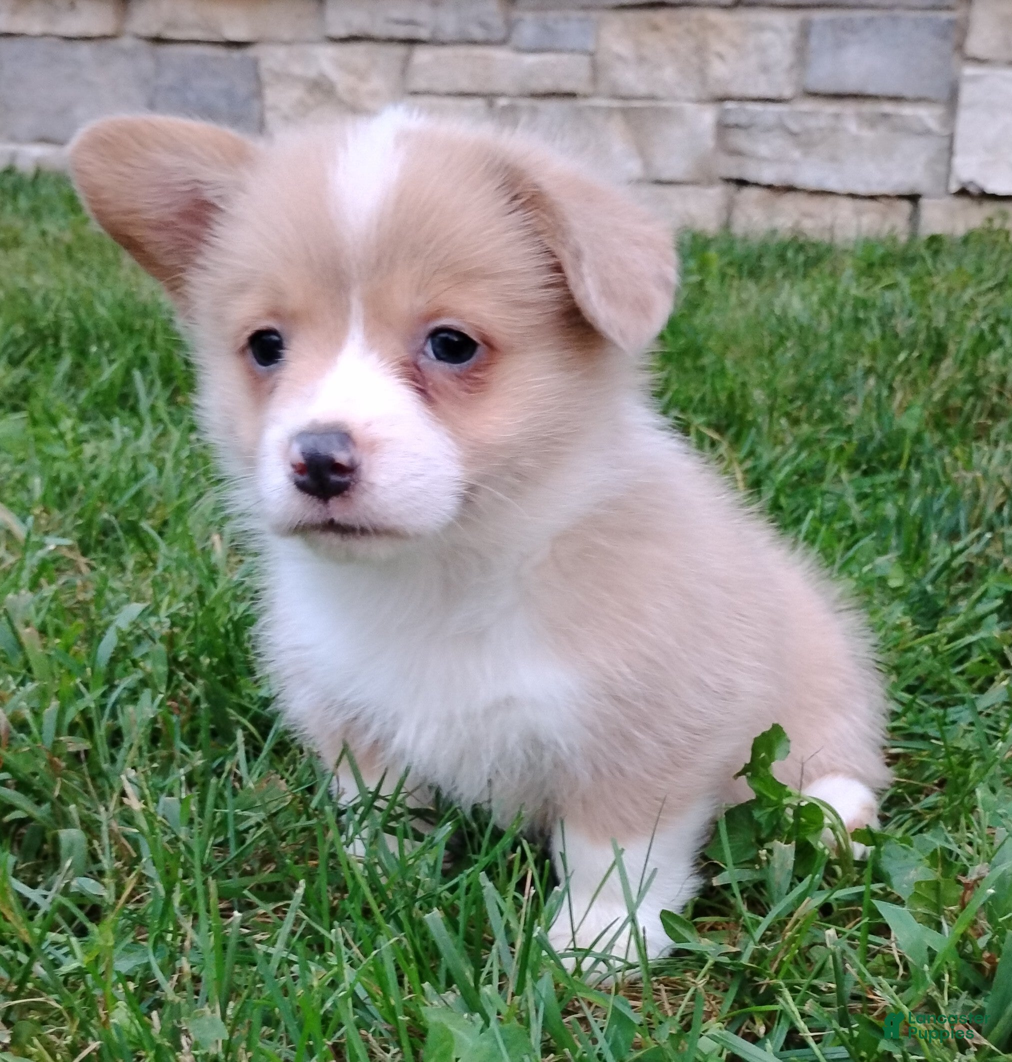 Welsh Corgi Pembroke dogs Penny - Ad 2