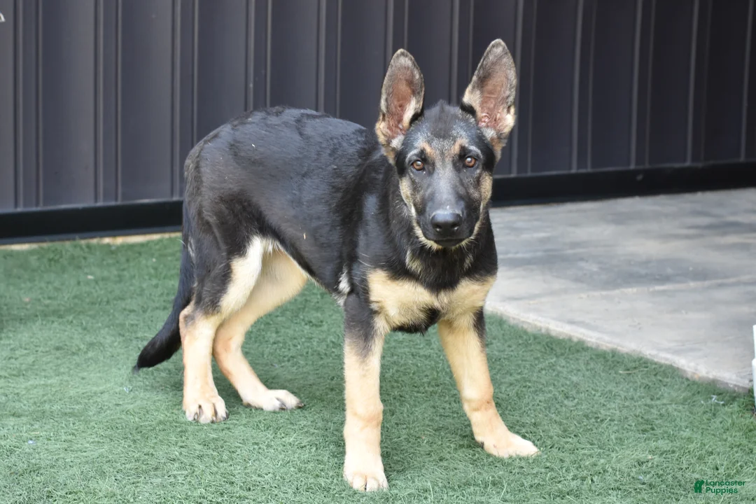 German Shepherd dogs for sale: April - Ad 1