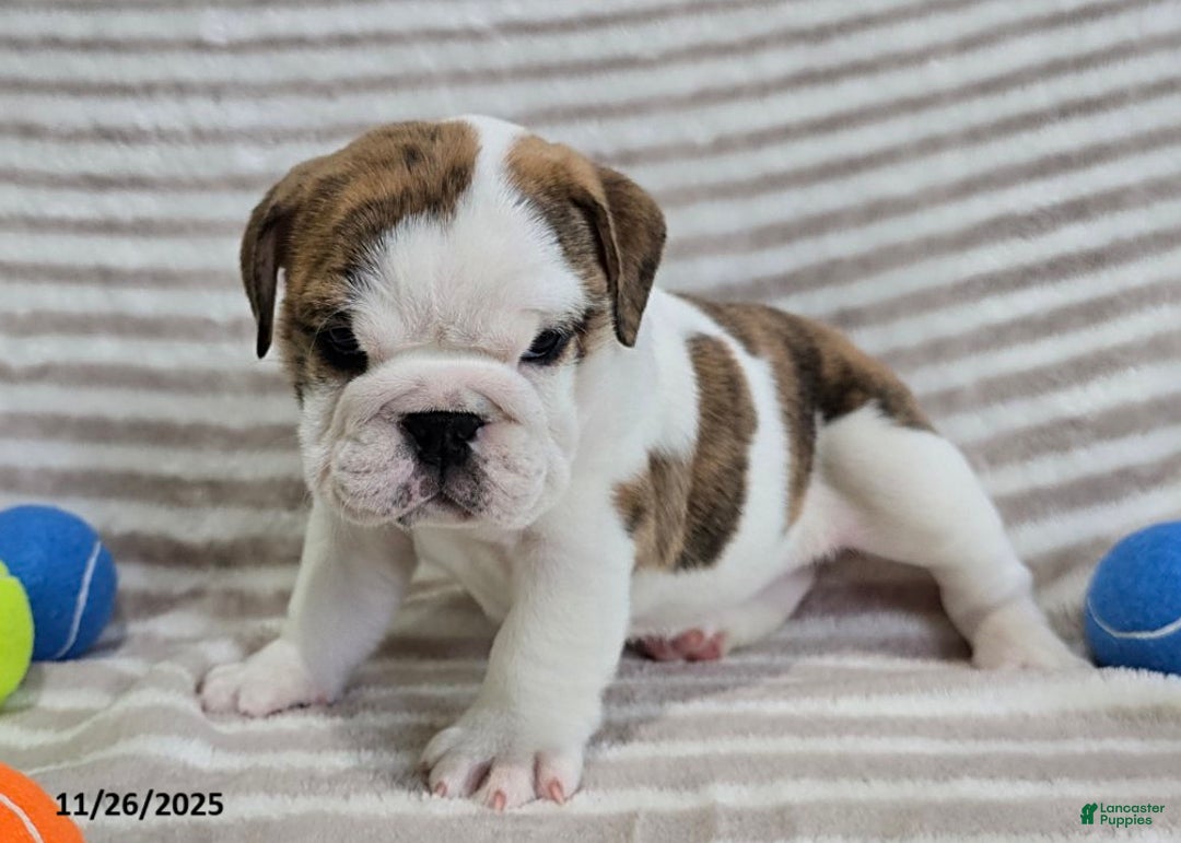 English Bulldog dogs for sale: Delilah - Ad 2