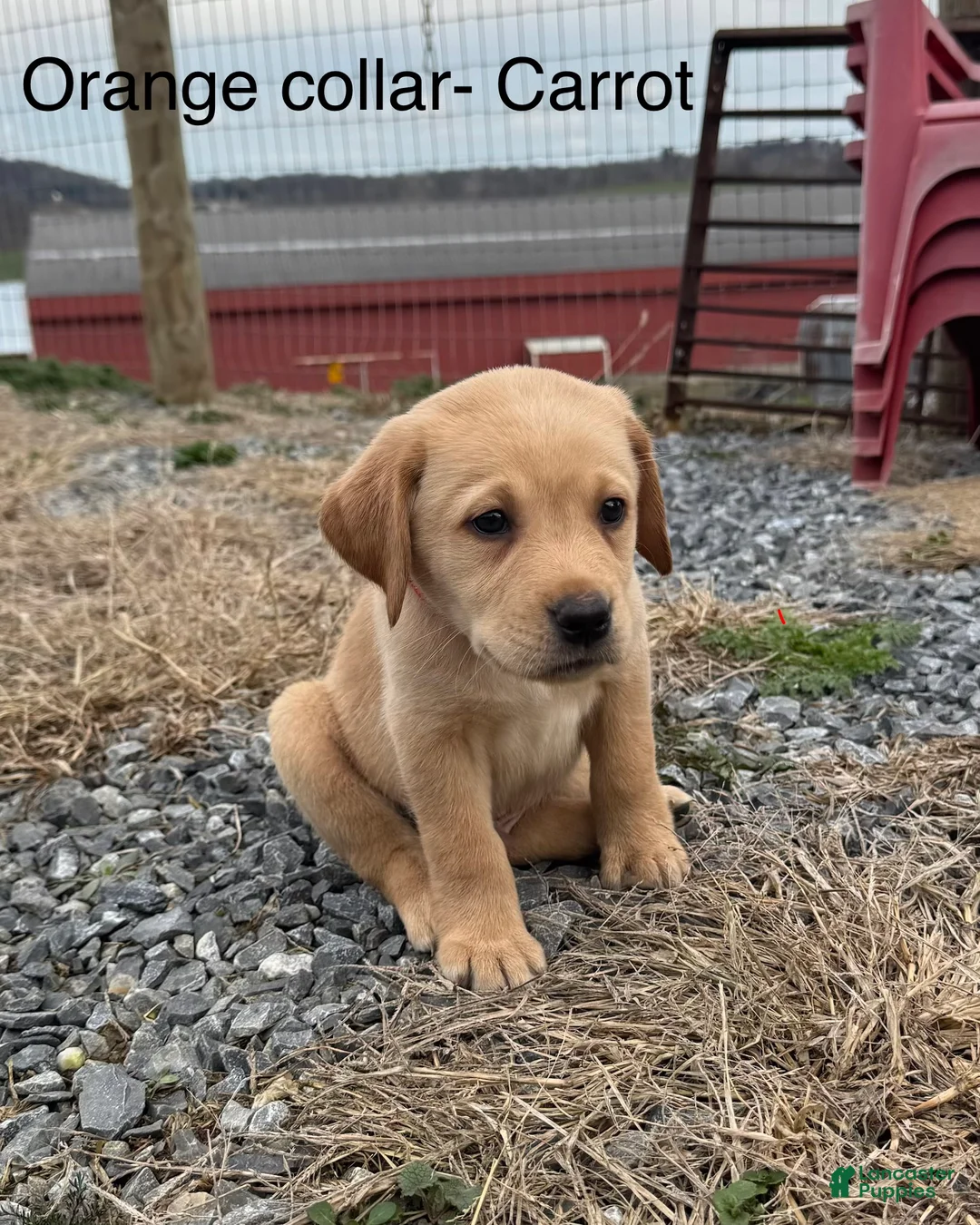 Labrador Retriever dogs for sale: Carrot- Orange collar - Ad 1