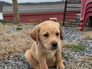 Labrador Retriever dogs Carrot- Orange collar - Ad 17