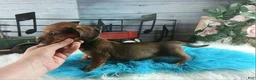 Dachshund dogs for sale: Nationwide delivery. Gloria's sable boy - Ad 5