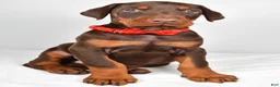 Doberman Pinscher dogs for sale: Loran - Ad 7