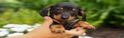 Miniature Dachshund dogs for sale: Houston🐾 - Ad 18