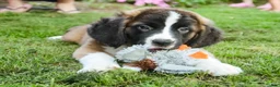 Saint Bernard dogs for sale: Wrenly - Ad 4