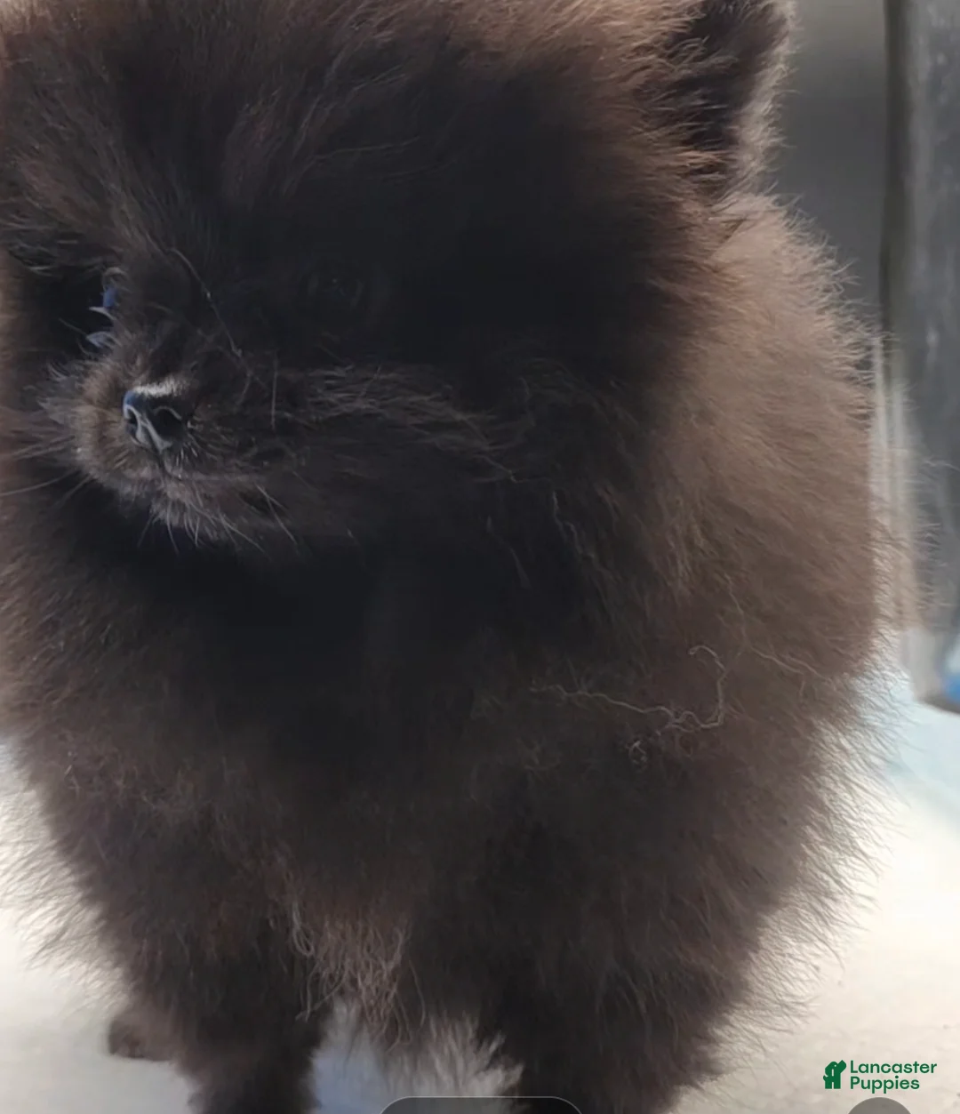 Pomeranian dogs for sale: Pomeranian Puppy 2 - Ad 1