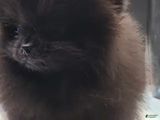 Pomeranian dogs Pomeranian Puppy 2 - Ad 12