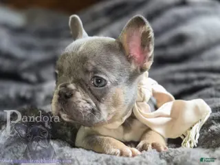 French Bulldog dogs for sale: Eclipse - Ad 4