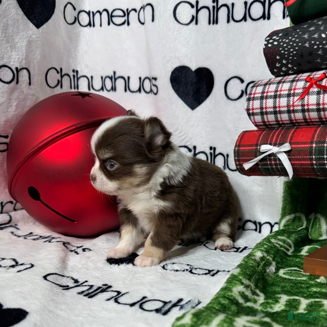 Chihuahua dogs for sale: Amelia Chocolate Tri LC - Ad 4
