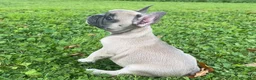 French Bulldog dogs for sale: Ruby - Ad 7