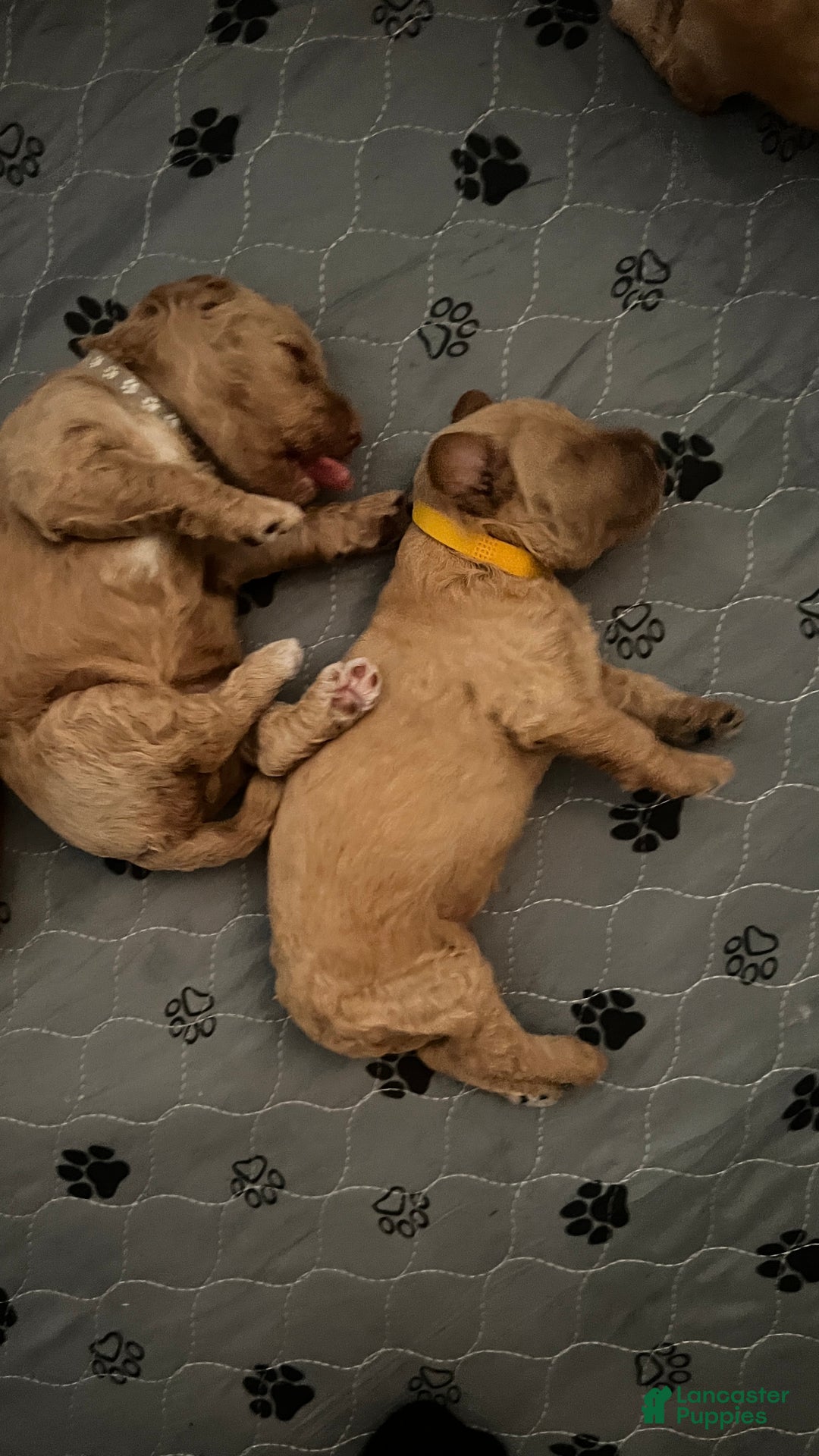 Goldendoodle dogs for sale: Grace – Apricot Medium Goldendoodle (F) – Companion Temperament Candidate - Ad 4