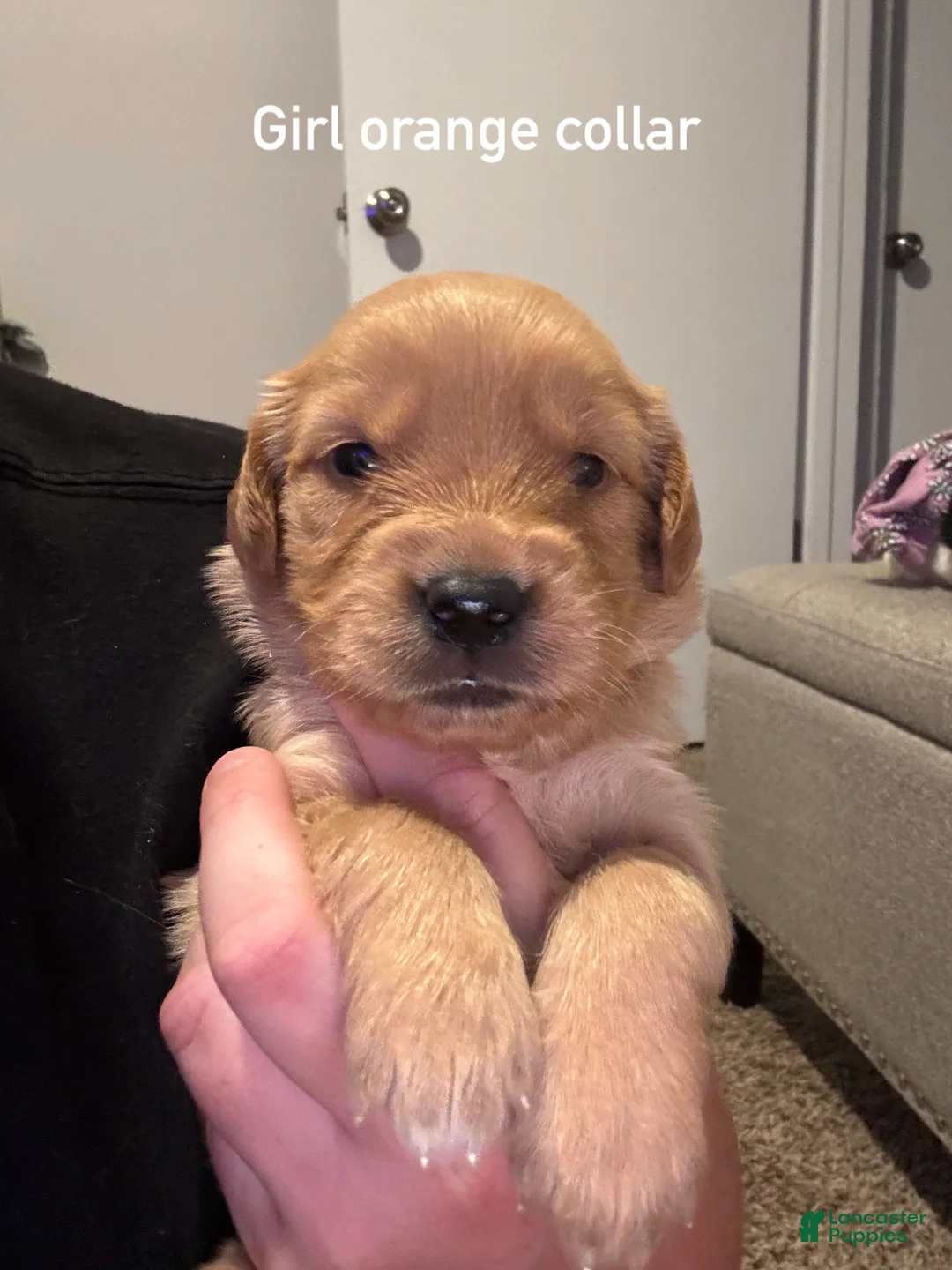 Golden Retriever dogs for sale: Orange collar Golden Retriever 9 - Ad 1