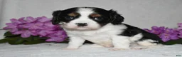 Cavalier King Charles Spaniel dogs for sale: Snoopy - Ad 3