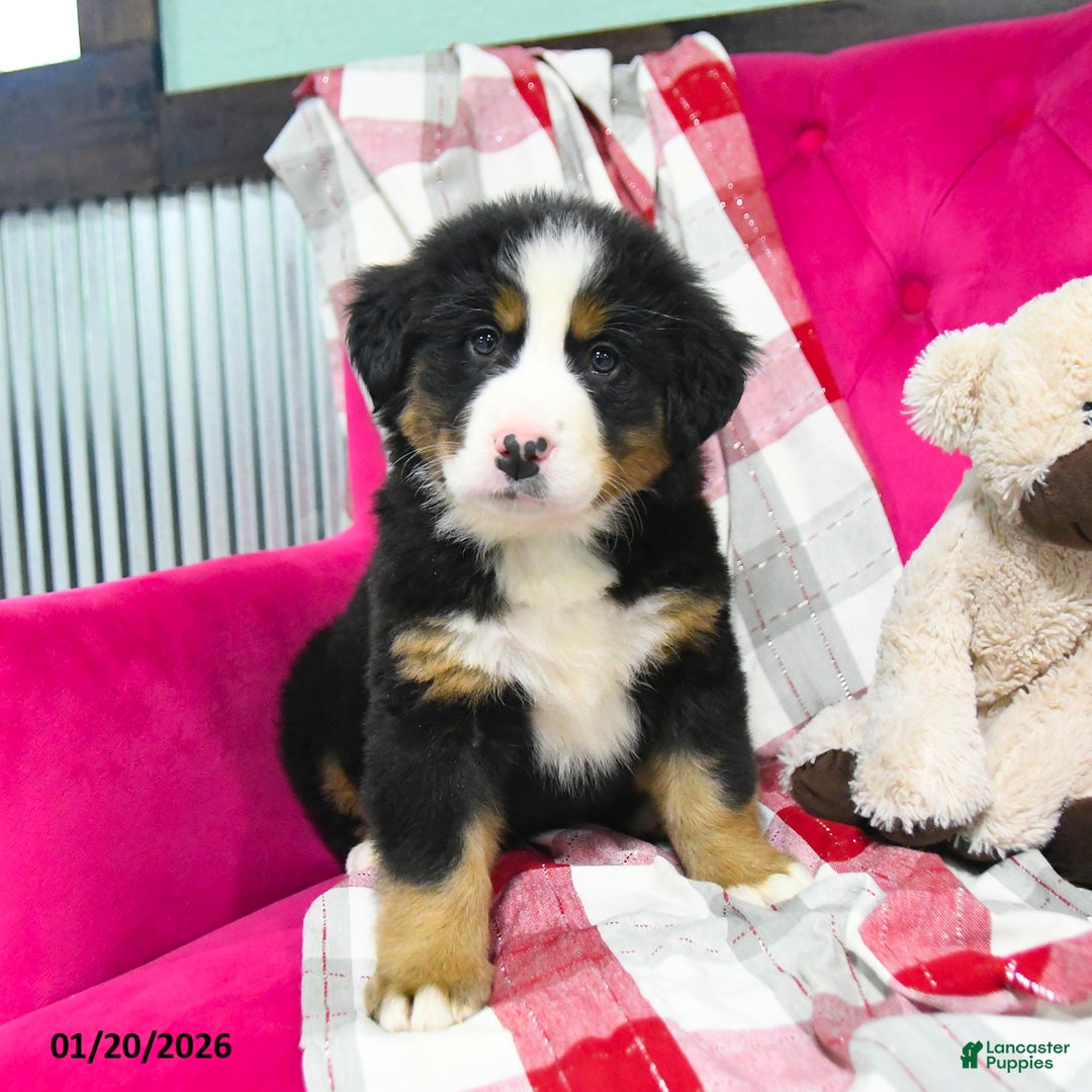 Bernese Mountain Dog dogs for sale: Jodie  - Ad 4