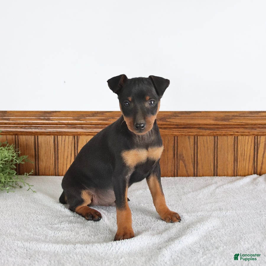 Miniature Pinscher dogs Jasper - Ad 1