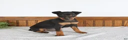 Miniature Pinscher dogs for sale: Jasper - Ad 1