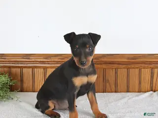 Miniature Pinscher dogs for sale: Jasper - Ad 3
