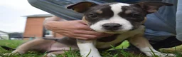 American Bully dogs for sale: American Bully 5 - Ad 2
