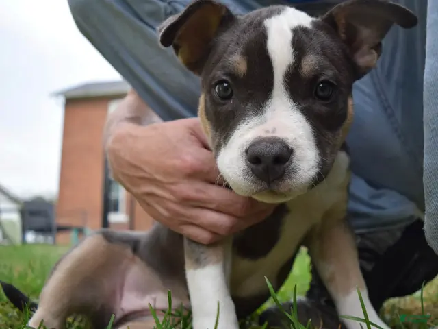 American Bully dogs for sale: American Bully 5 - Ad 1