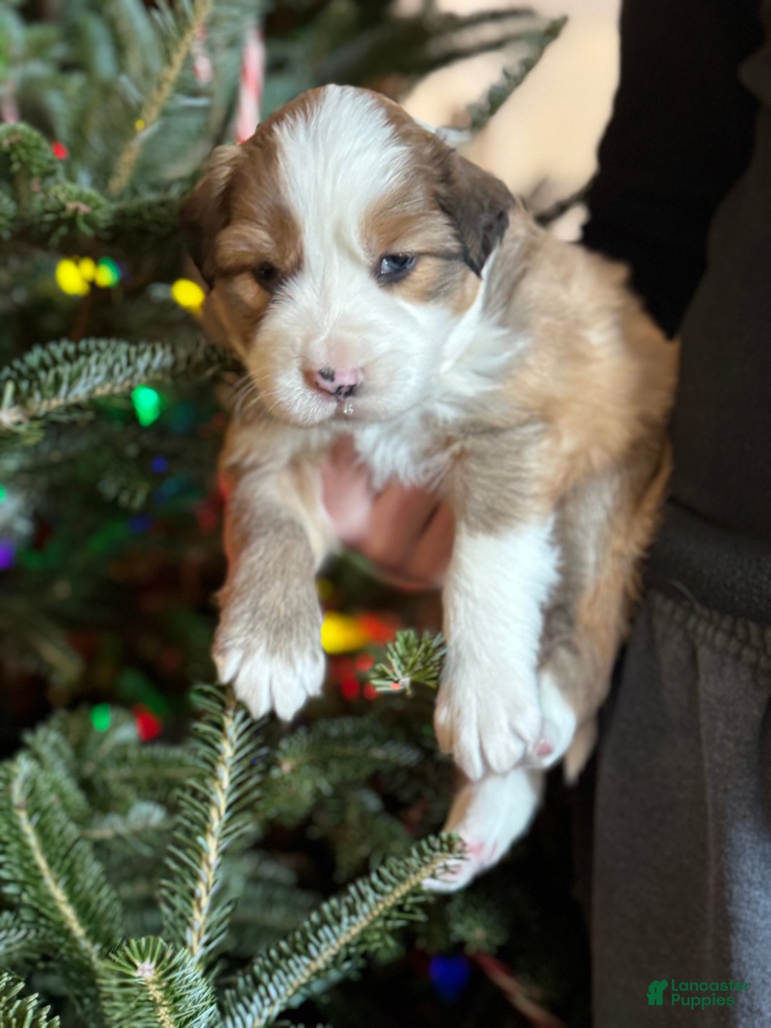 Mixed Breed dogs for sale: Mixed Breed Puppy 3 - Ad 3