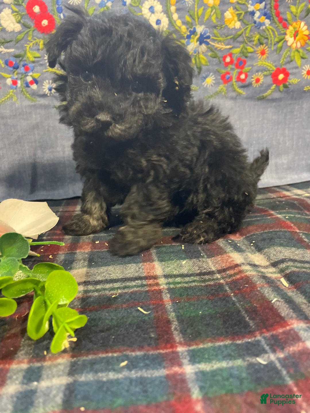 Toy Poodle dogs for sale: Chip - Ad 2