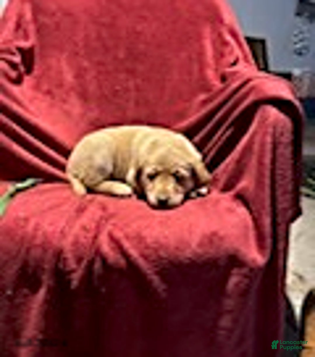 Goldador dogs for sale: April - Ad 4