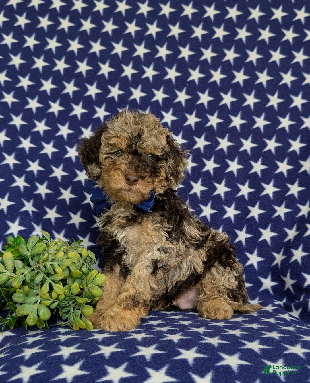 Mini Bernedoodle dogs for sale: Quaid Hypoallergenic - Ad 1
