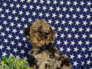 Mini Bernedoodle dogs for sale: Quaid Hypoallergenic - Ad 3
