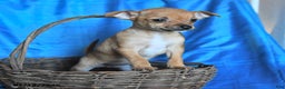 Chihuahua dogs for sale: Sugar - Ad 3