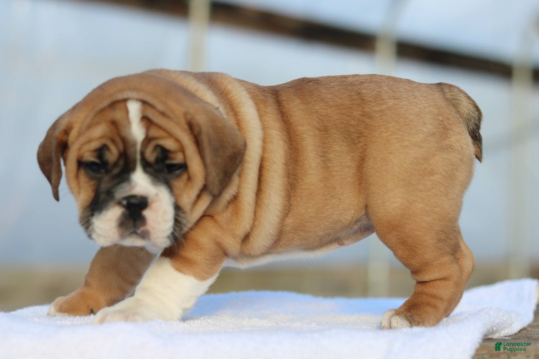 Mixed Breed dogs for sale: Sweetie  - Ad 8