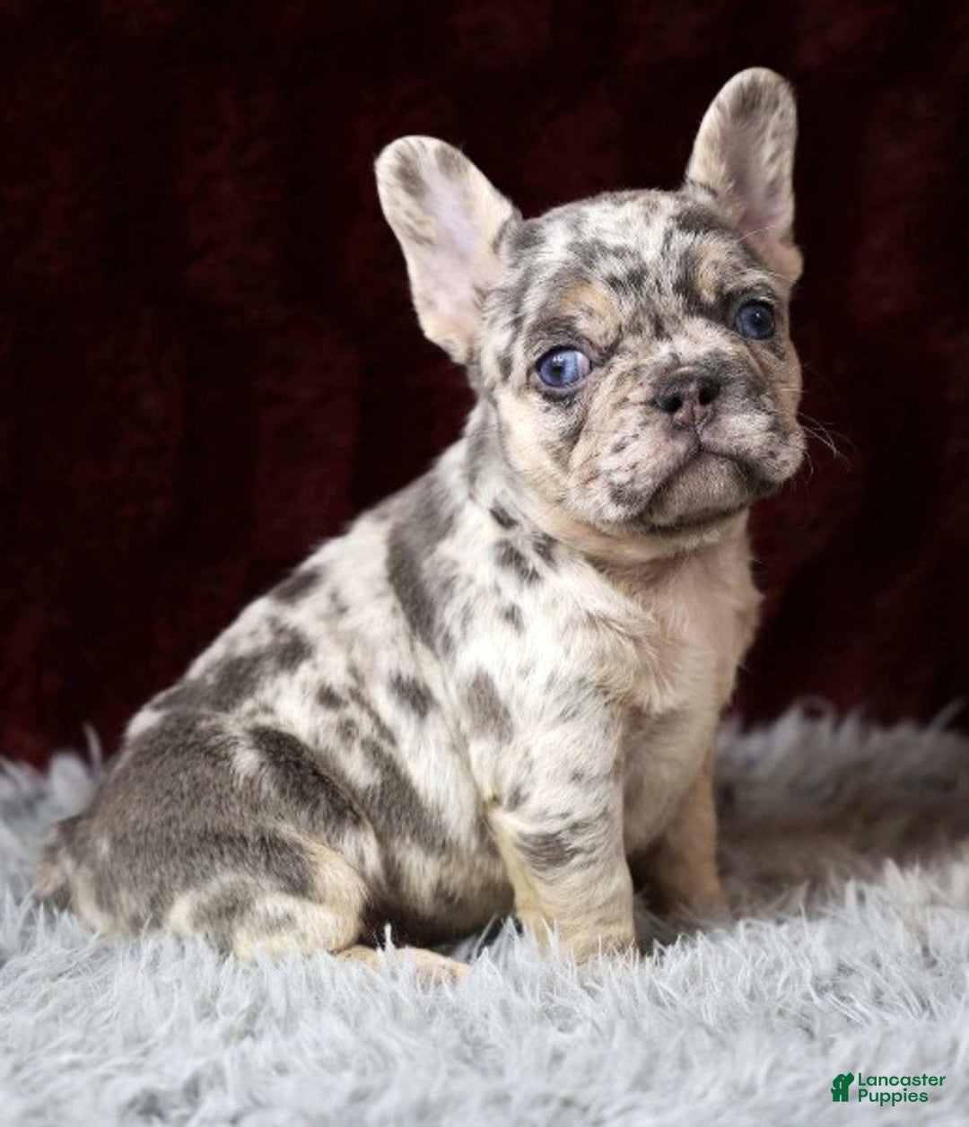 French Bulldog dogs for sale: Twilight - Ad 2