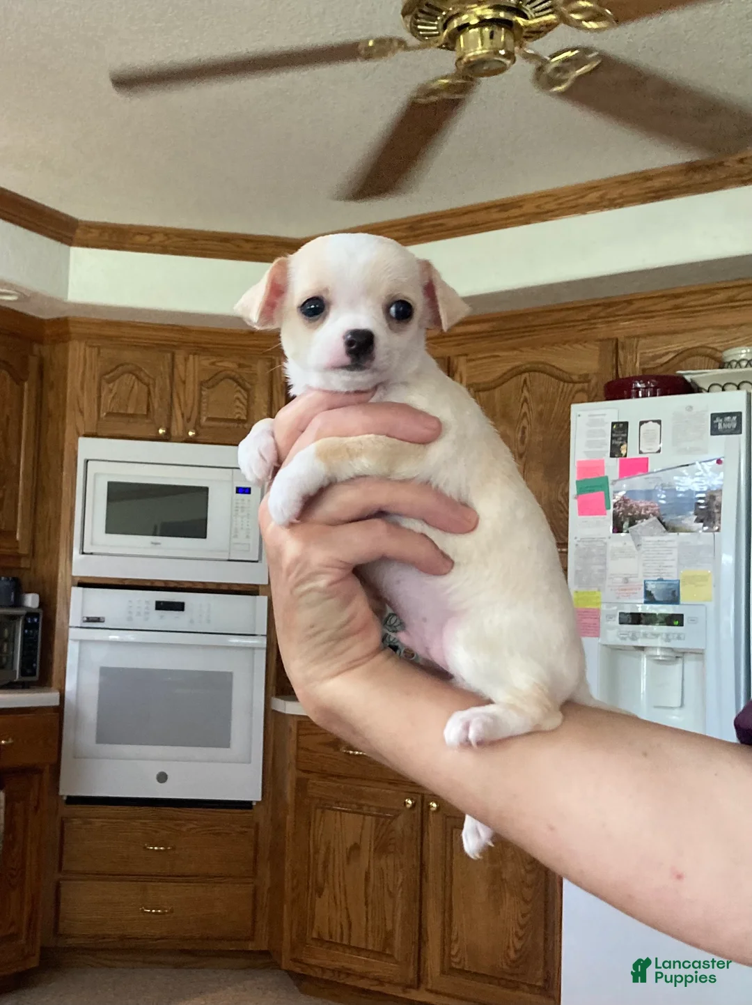 Chihuahua dogs for sale: Cooper - Ad 2