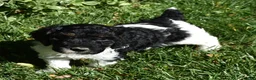 Standard Poodle dogs for sale: Standard Poodle 3 Black Tri - Ad 2