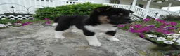 Shiba Inu dogs for sale: Shiba Inu 4 Freddy - Ad 5