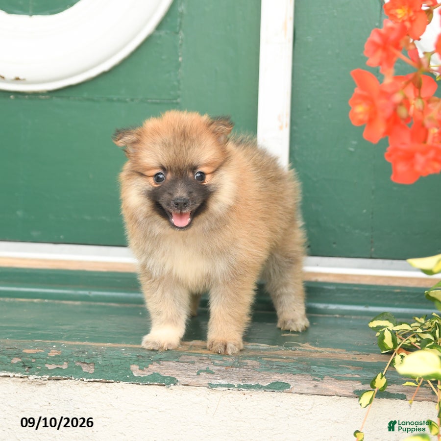 Pomeranian dogs Minnie - Ad 2