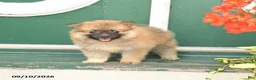 Pomeranian dogs for sale: Minnie - Ad 2