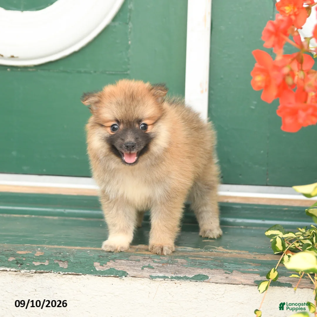 Pomeranian dogs for sale: Minnie - Ad 2
