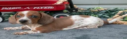 Miniature Dachshund dogs for sale: Murphy - Ad 2