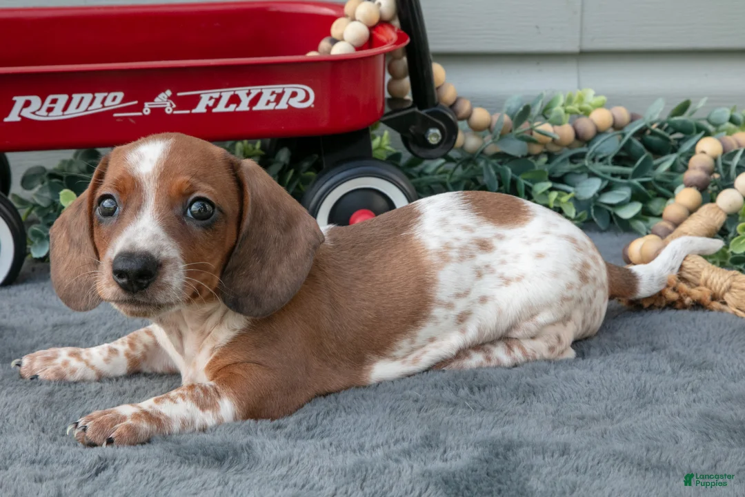 Miniature Dachshund dogs for sale: Murphy - Ad 2
