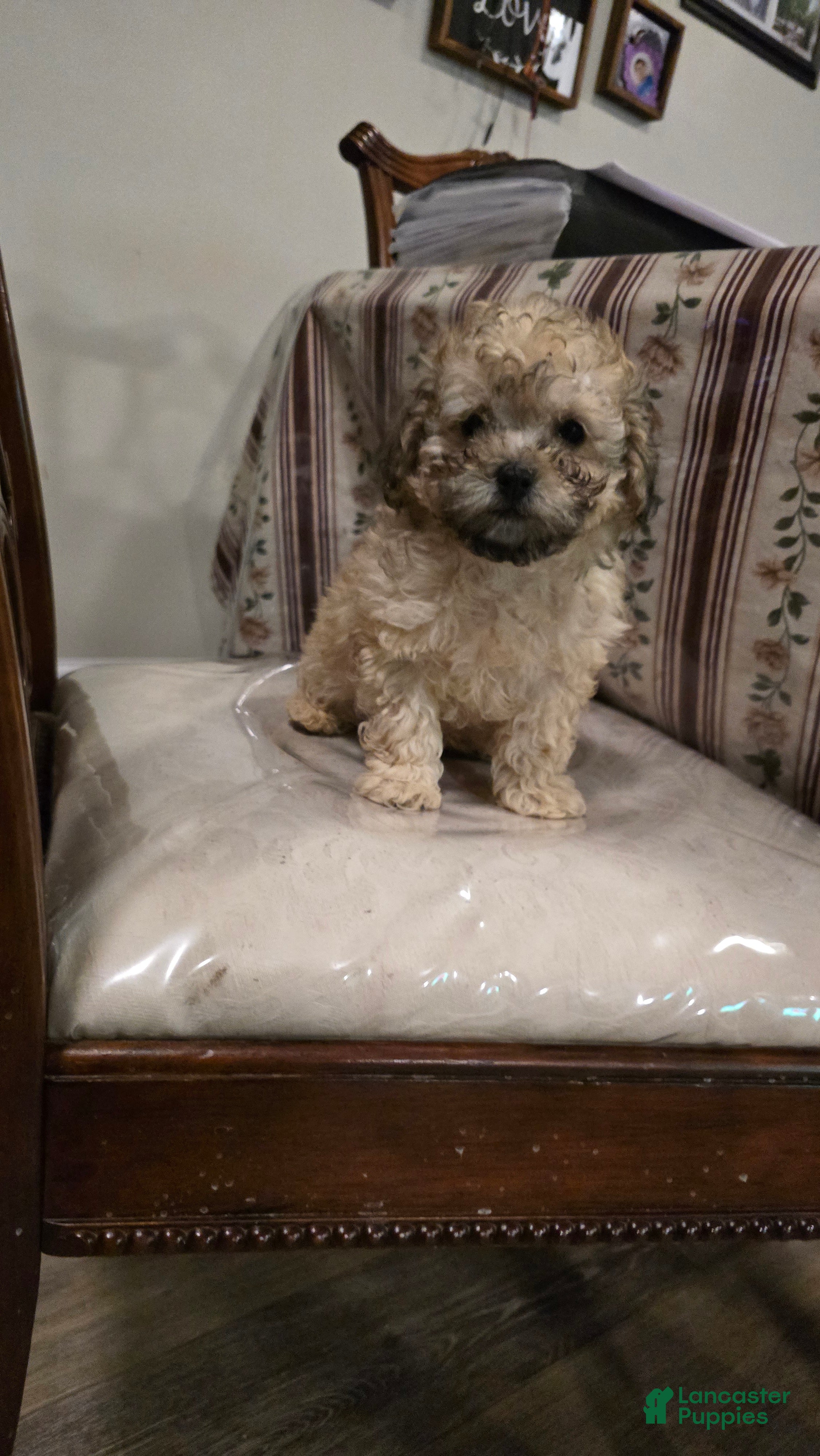 Toy Poodle dogs Lake  - Ad 1