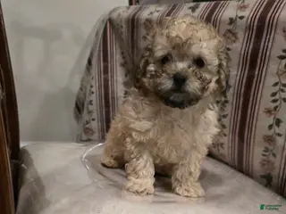 Toy Poodle dogs for sale: Lake - Ad 1