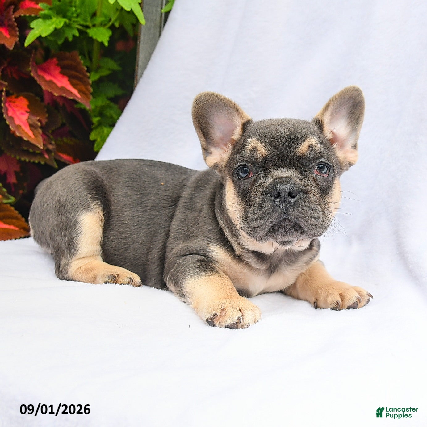 French Bulldog dogs Tucker - Ad 2