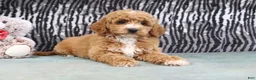 Mini Goldendoodle dogs for sale: Angel - Ad 3