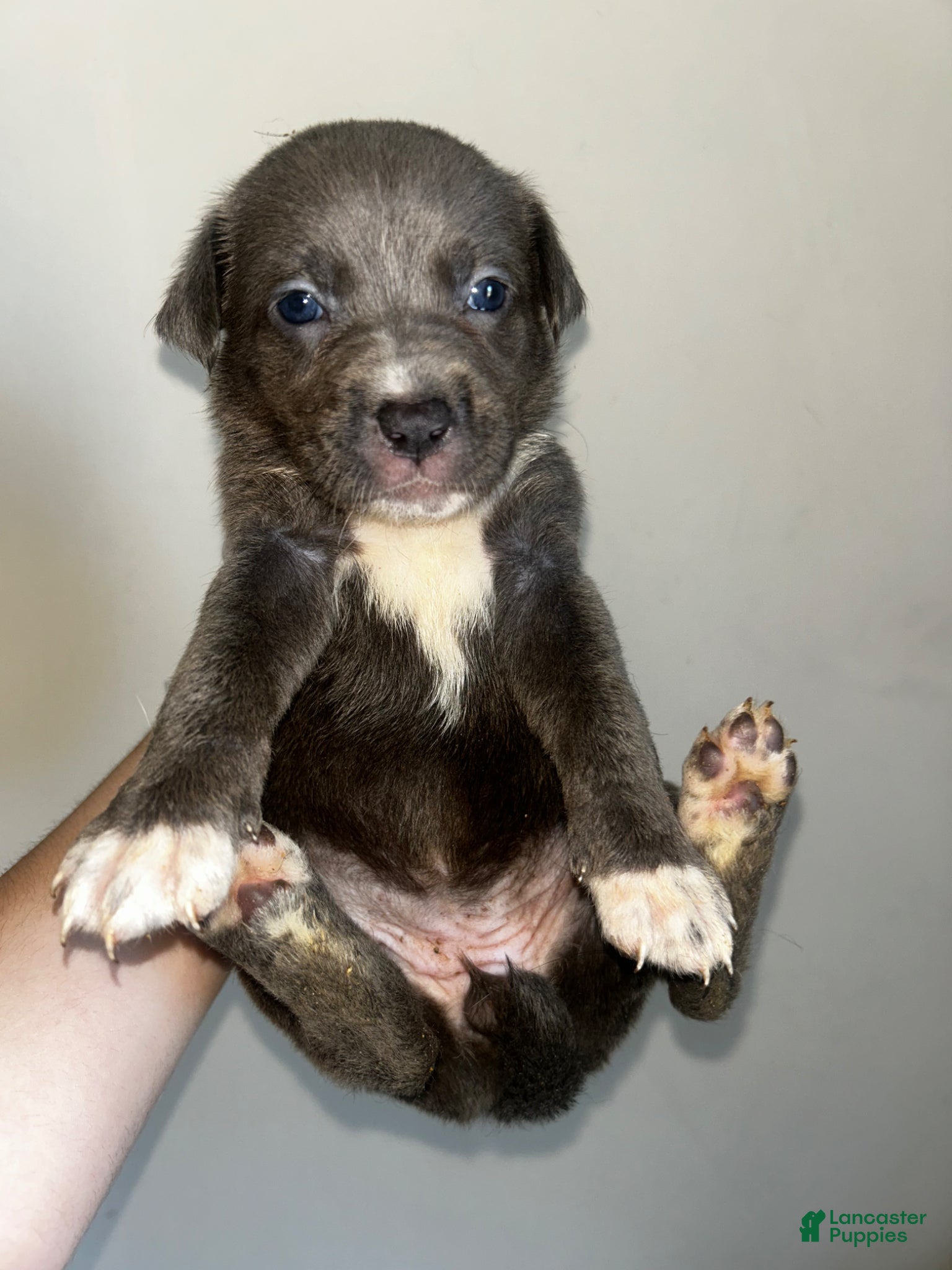 Mixed Breed dogs Mixed Breed Puppy 9 - Ad 4