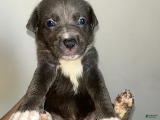 Mixed Breed dogs Mixed Breed Puppy 9 - Ad 4