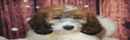Saint Berdoodles dogs for sale: Saint Berdoodles Puppy 12 - Ad 1