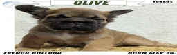 French Bulldog dogs for sale: Olive - Ad 18