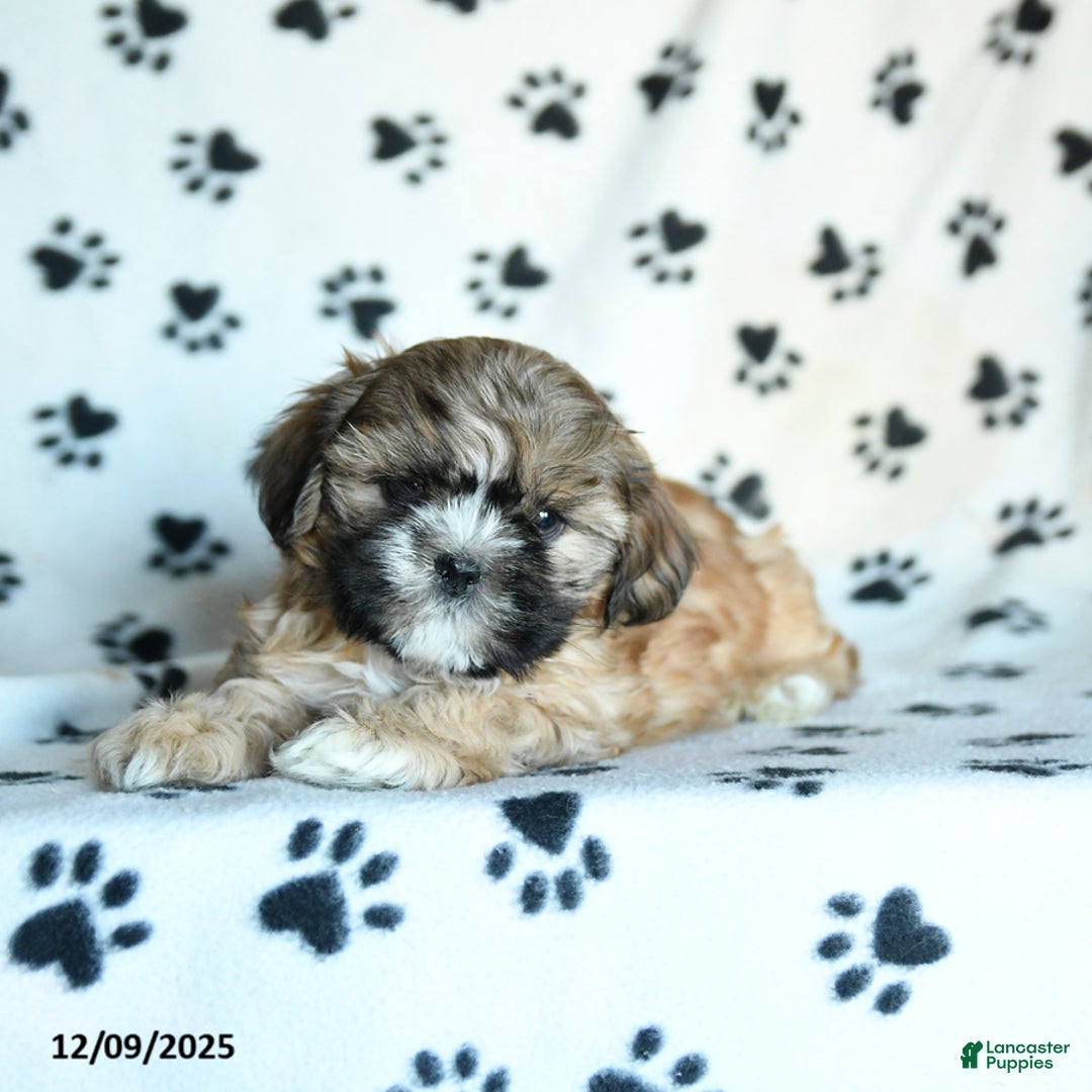 Shihpoo dogs for sale: Mohawk - Ad 3