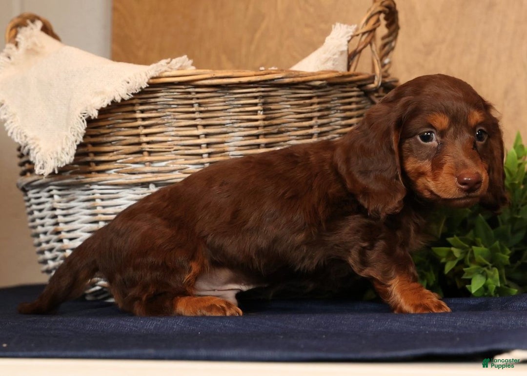Miniature Dachshund dogs for sale: Teddy - Ad 6